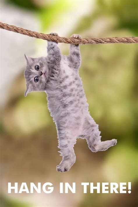 85 15. . Hang in there poster cat